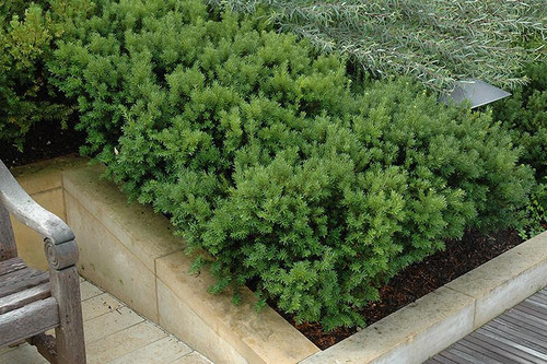  Taxus x media Dark Green Spreader 228324 