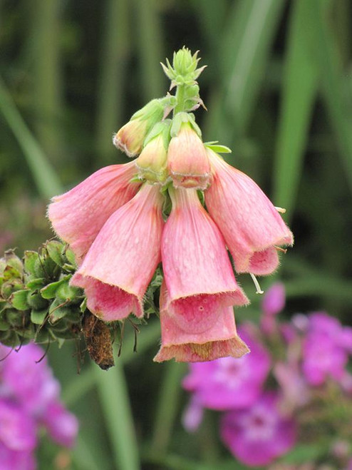 Other Sun Per. Digitalis Mertonensis 157537 