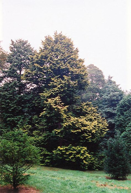 Chamacyparis Chamaecyparis obtusa Aurea 233663 