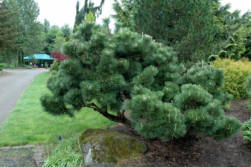  Pinus thunbergii Thunderhead 237461 