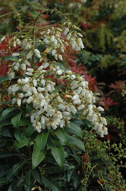  Pieris japonica Mountain Fire 242949 