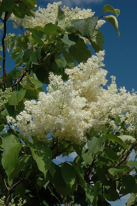 Other Dec. Tree Syringa reticulata Ivory Silk 252619 