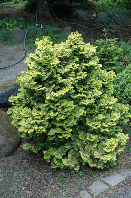 Chamaecyparis obtusa Aurea Nana 252746