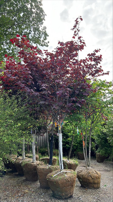 Other Dec. Tree Cercis canadensis Forest Pansy 253034 