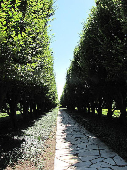 Other Dec. Tree Carpinus betulus Fastigiata 254720 