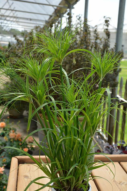 5-9" Foliage CYPERUS PAPYRUS LIL TUT 5.5" 