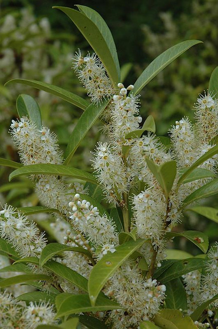  Prunus laurocerasus Schipkaensis 264190 