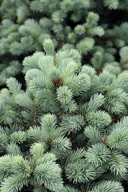  Picea pungens zafiro 264251 