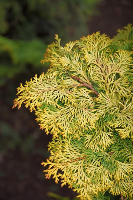 Chamacyparis Chamaecyparis obtusa Aurea Hindupan 264480 