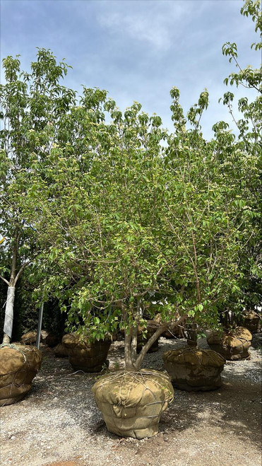  Cornus kousa 264484 