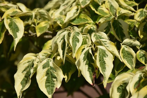 Cornus x Rutdan Celestial 264832