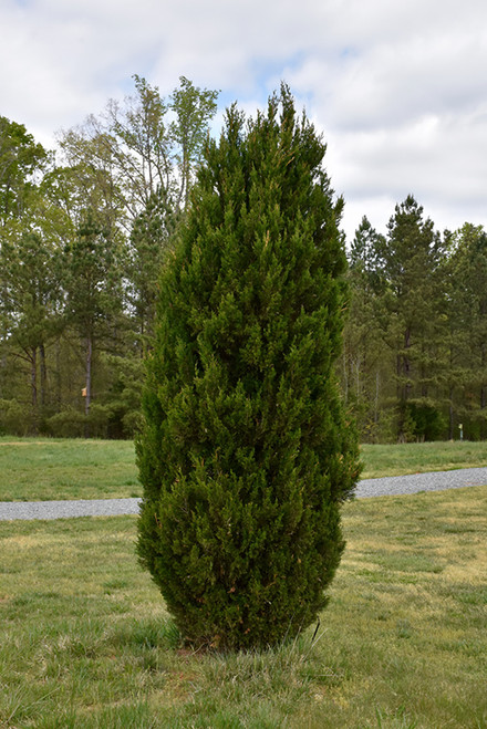 Juniperus chinensis Spartan 311891