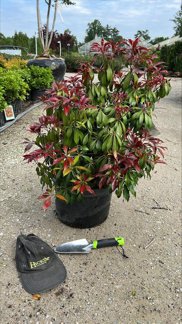  Pieris japonica Katsura 271510 