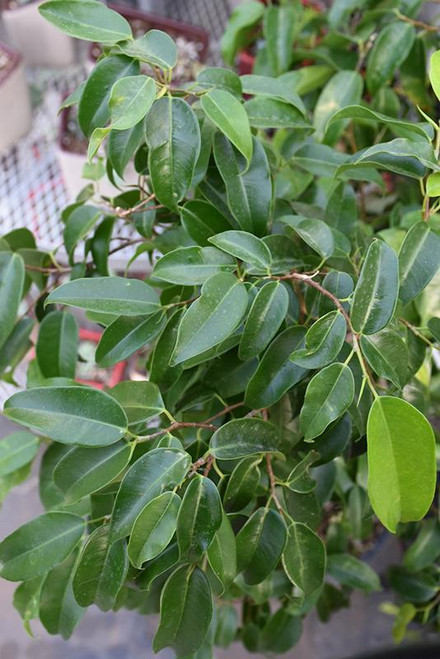 12" & Up Foliage FICUS AMSTEL KING 14"BRD 