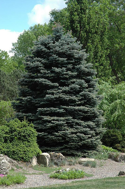  Picea pungens Hoopsi 275852 