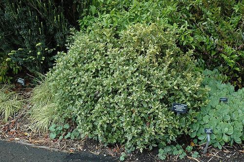 Other Ever. Sh. Osmanthus heterphyllus Goshiki 281975 