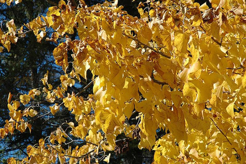 Other Dec. Tree Tilia americana Redmond 283996 