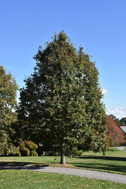 Other Dec. Tree Tilia americana Redmond 283996 
