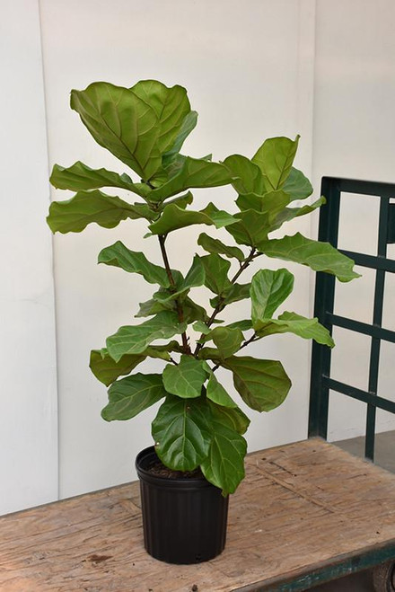 Up to 4" FICUS LYRATA  BAMBINO 4" 