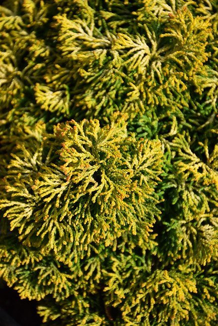 Chamaecyparis obtusa Butterball 294084