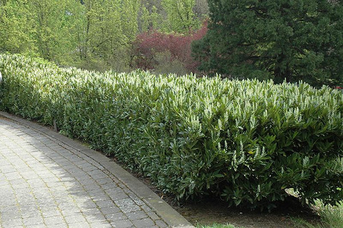  Prunus laurocerasus Schipkaensis 294168 