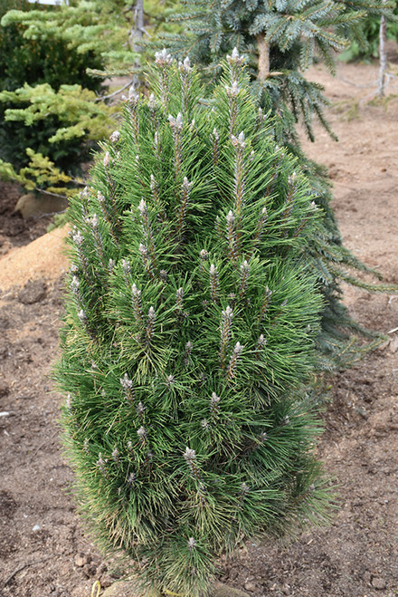 Pinus nigra Frank 295334