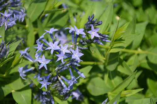 AMSONIA TABERNAEMONTANA SALICIFOLIA 331684
