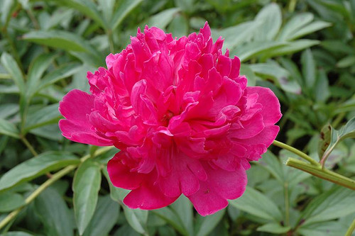 Peony Paeonia lactiflora Felix Crousse 295613 
