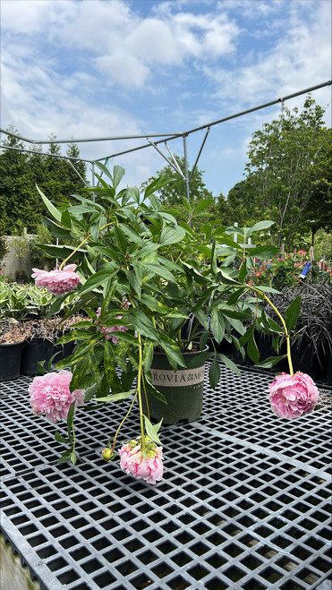 PAEONIA X SARAH BERNHARDT (PINK) 295617