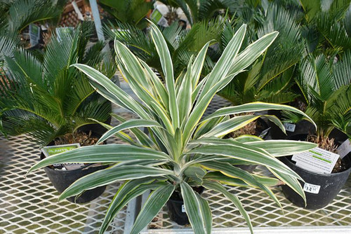 Up to 4" DRACAENA DRAGON SUPRISE 4" 
