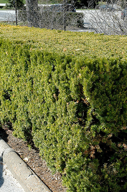 Taxus x media Vermeulen 297522