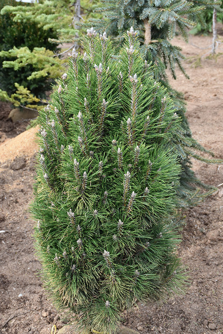 Pinus nigra Frank 298545
