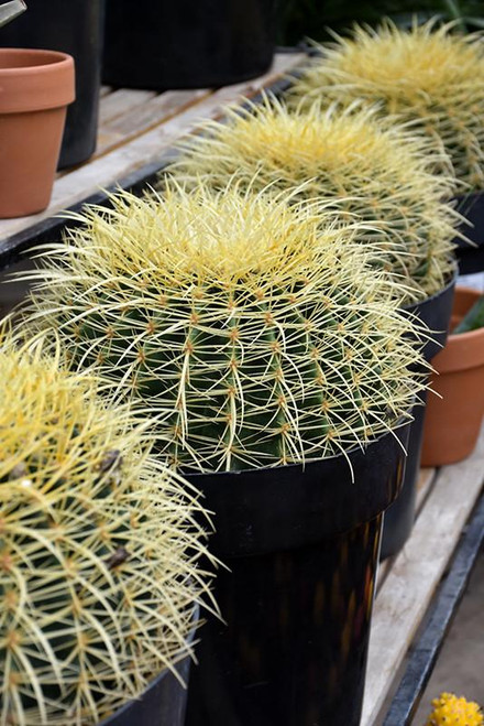 Cactus CACTUS RIC RAC 6" HB 