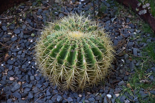 Cactus CACTUS RIC RAC 6" HB 