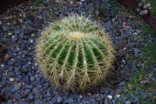 CACTUS GOLDEN BARREL 8"