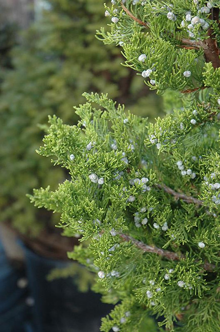 Juniperous Juniperus chinensis Torulosa 300410 