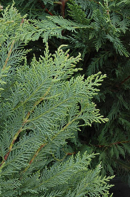 Leyland Cupressocyparis x leylandii 300429 