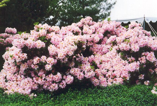  Rhododendron catawbiense English Roseum 300502 