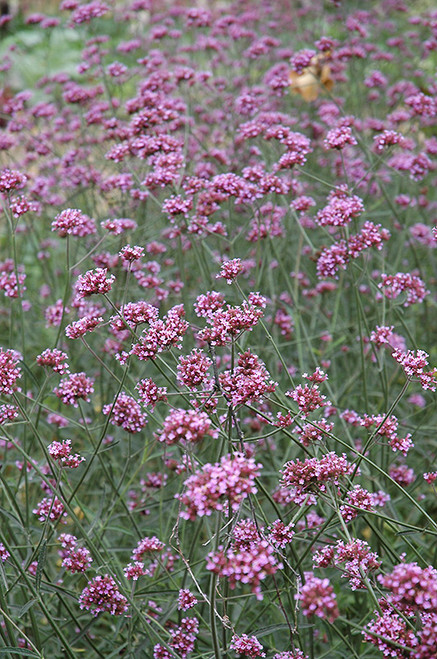 Verbena bonariensis 163707