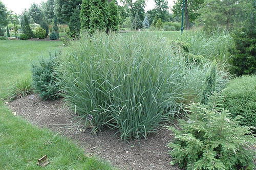  Panicum virgatum Heavy Metal 163774 