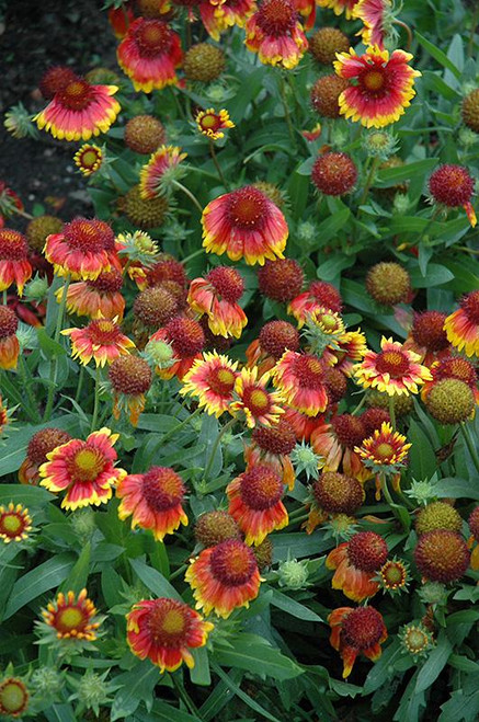 Other Sun Per. Gaillardia Arizona Sun 163829 