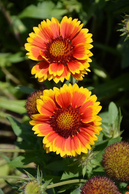 Other Sun Per. Gaillardia Arizona Sun 163829 
