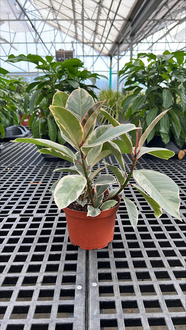 5-9" Foliage FICUS TINEKE 6" 