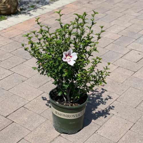 Other Deciduous Hibiscus syriacus Chantilly 300220 