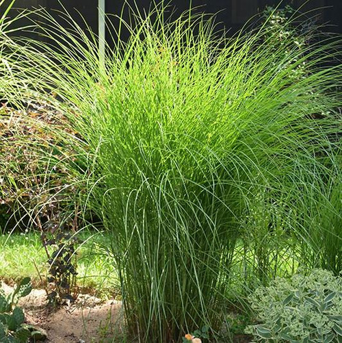 Miscanthus sinensis Gracillimus 172947 