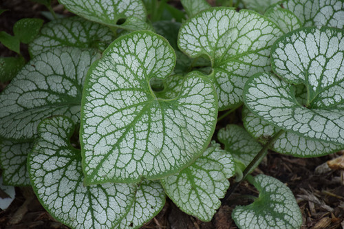 Brunnera M Jack Frost 330733