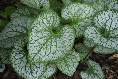 Other Shade Per. Brunnera M Jack Frost 330733 