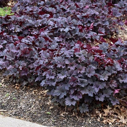  Heuchera Frosted Violet 219866 