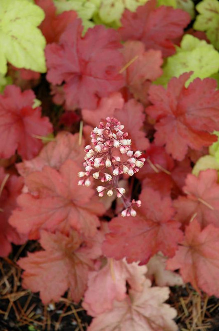  Heuchera Fire Alarm 247134 
