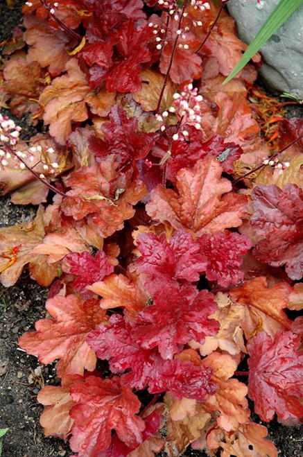 Heuchera Fire Alarm 247134 